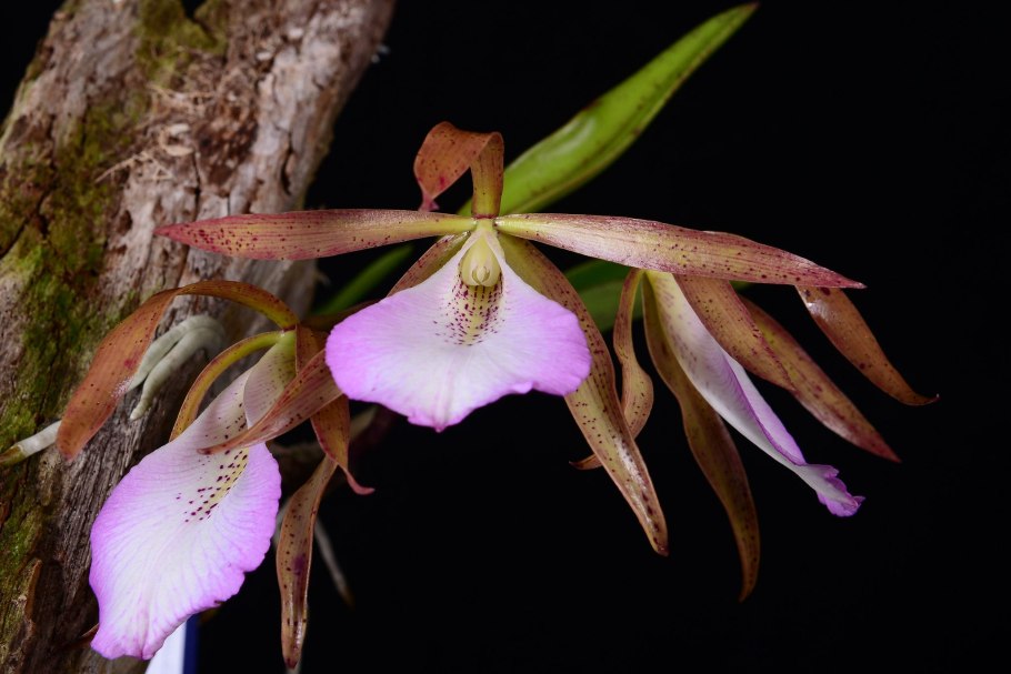 Brassavola flagellaris