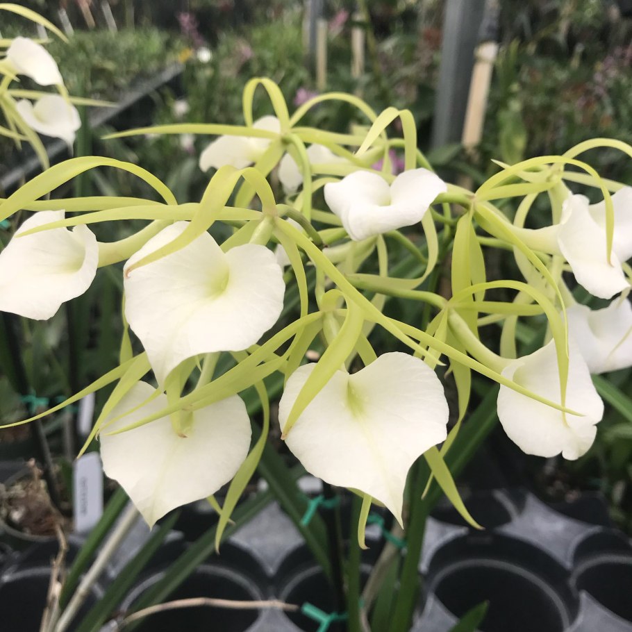 Орхидея Brassavola cucullata