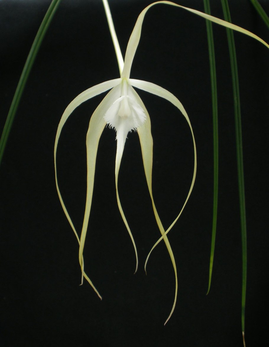 Brassavola. Appendiculata