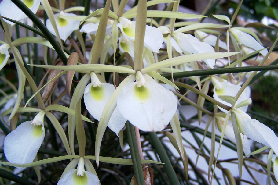 Орхидея брассавола нодоза