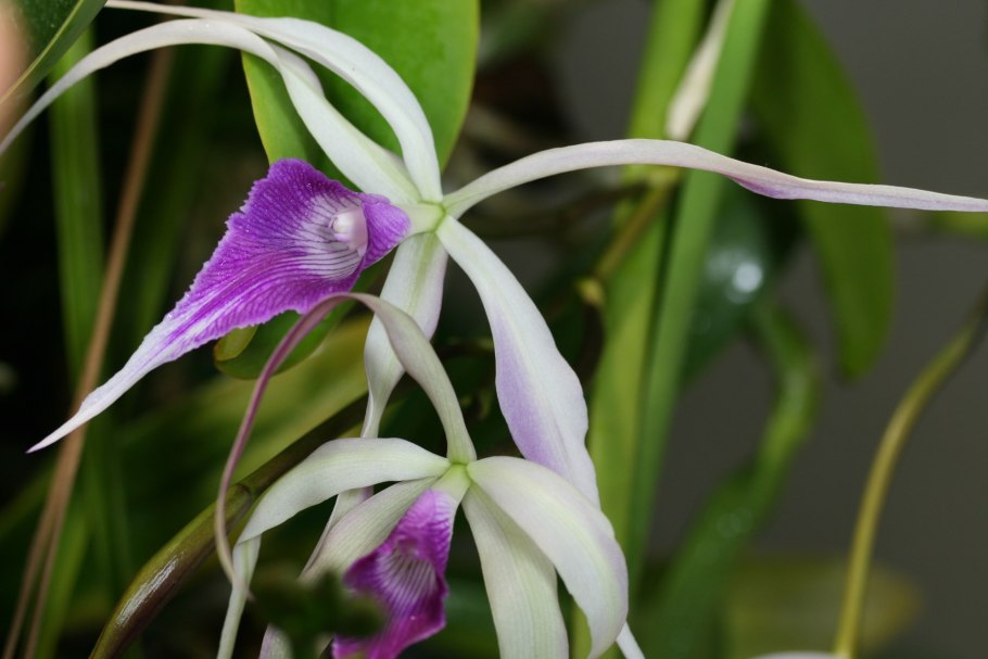 Брассавола Орхидея