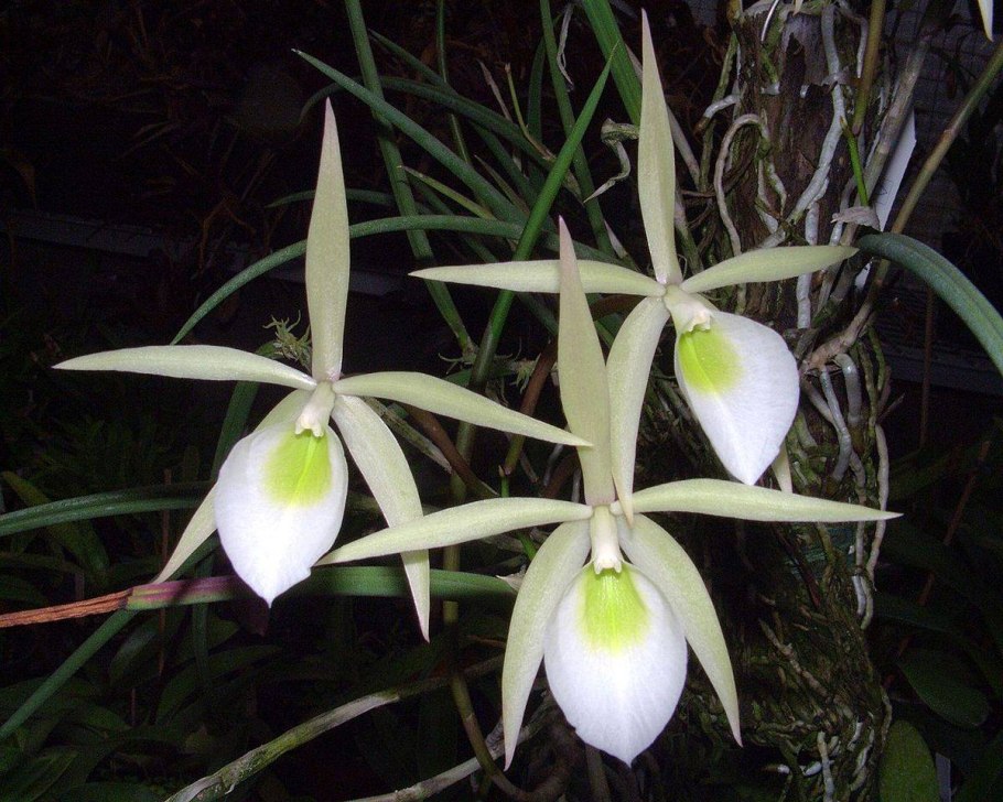 Brassavola tuberculata (Brassavola ovaliformis)