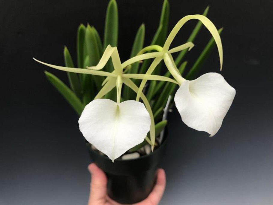 Brassavola cucullata