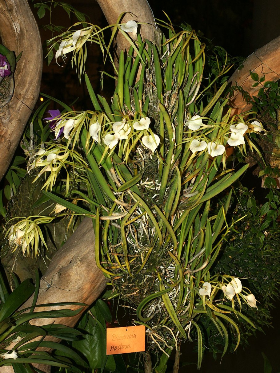 Brassavola acaulis