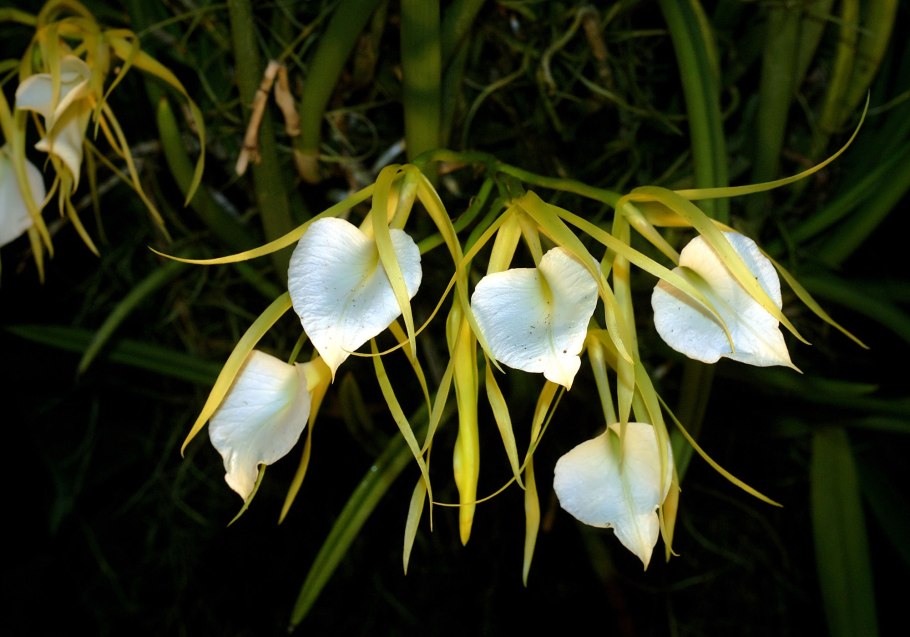 Brassavola perrinii