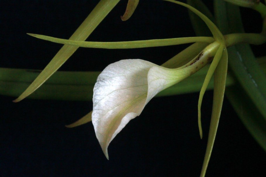 Brassavola ovaliformis