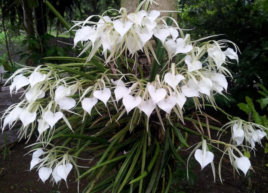 Brassavola flagellaris