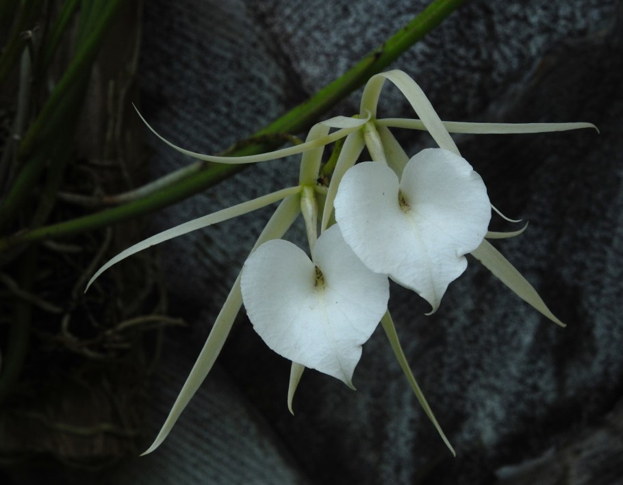 Брассавола Орхидея уход