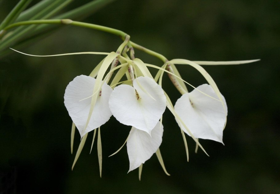 Brassavola grandiflora