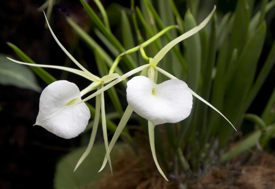 Brassavola martiana