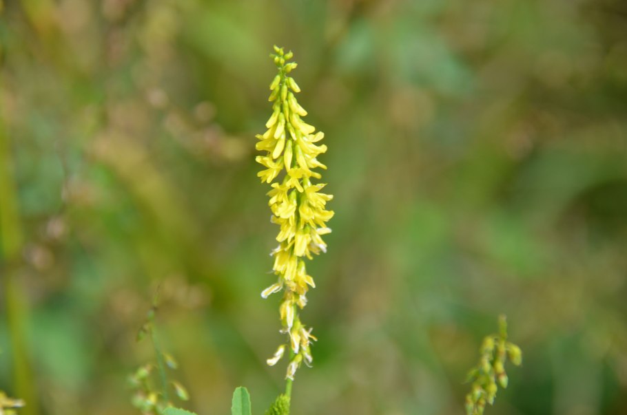 Донник соцветие