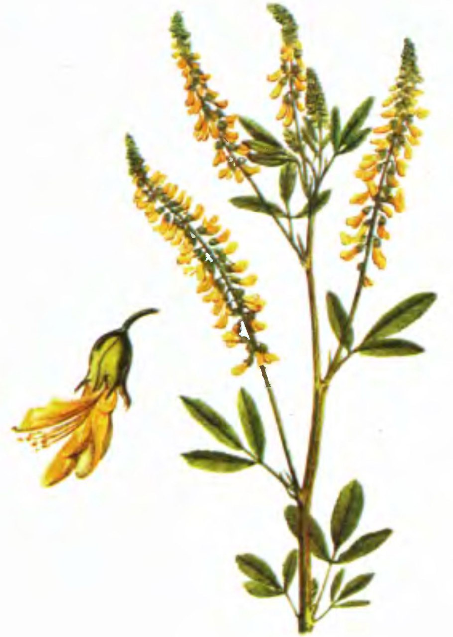 Донник белый цветок