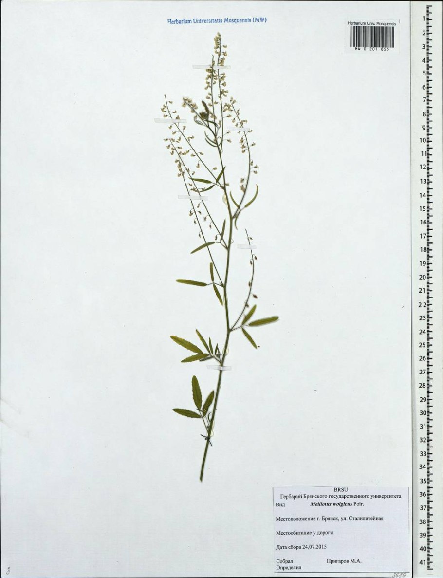 Донник зубчатый гербарий