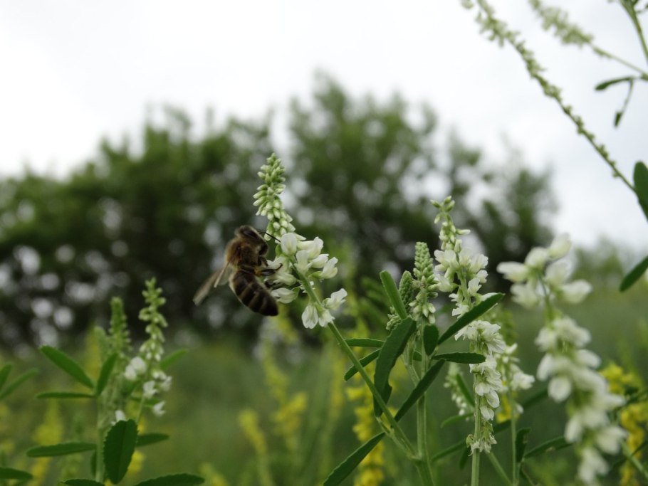 Донник зубчатый