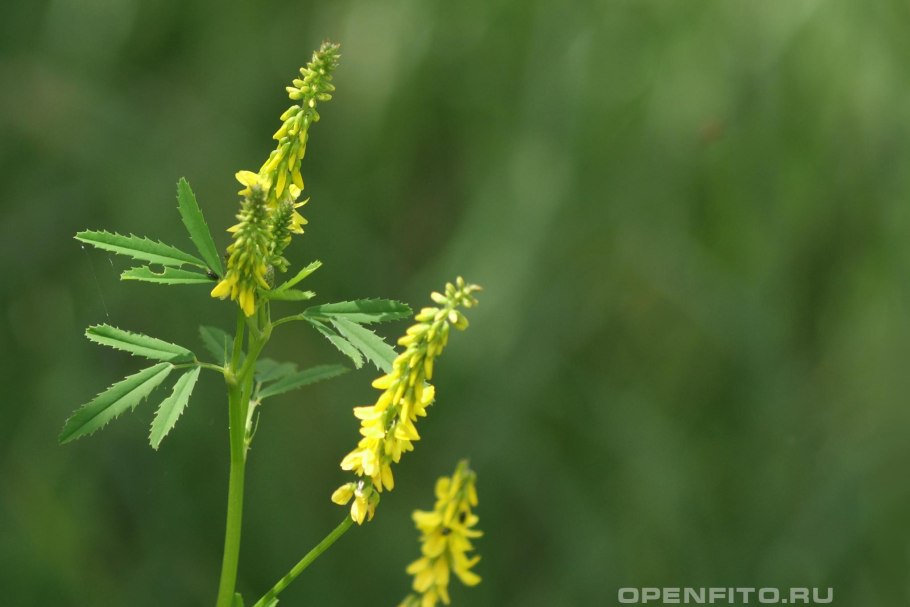 Донник зубчатый