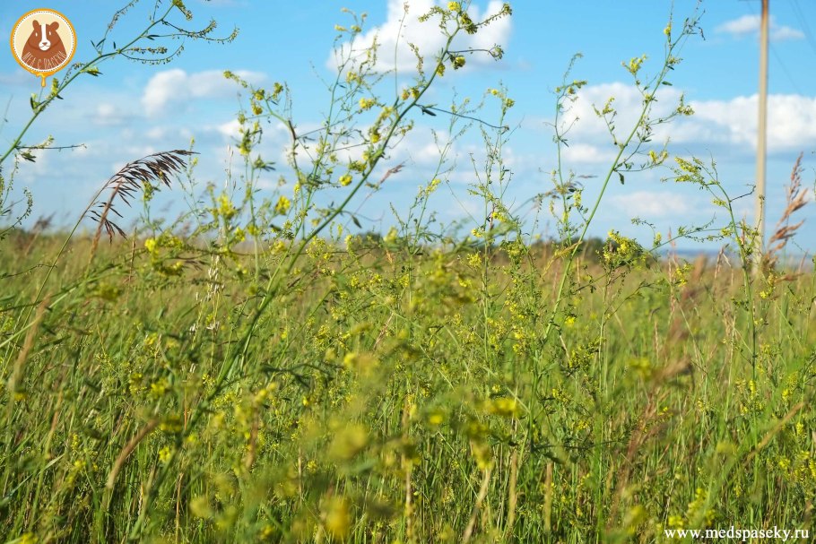 Донник белый однолетний медонос