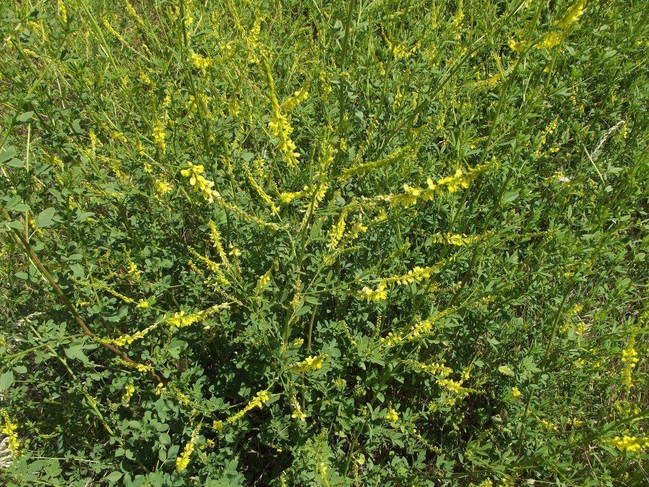 Донник сорняк