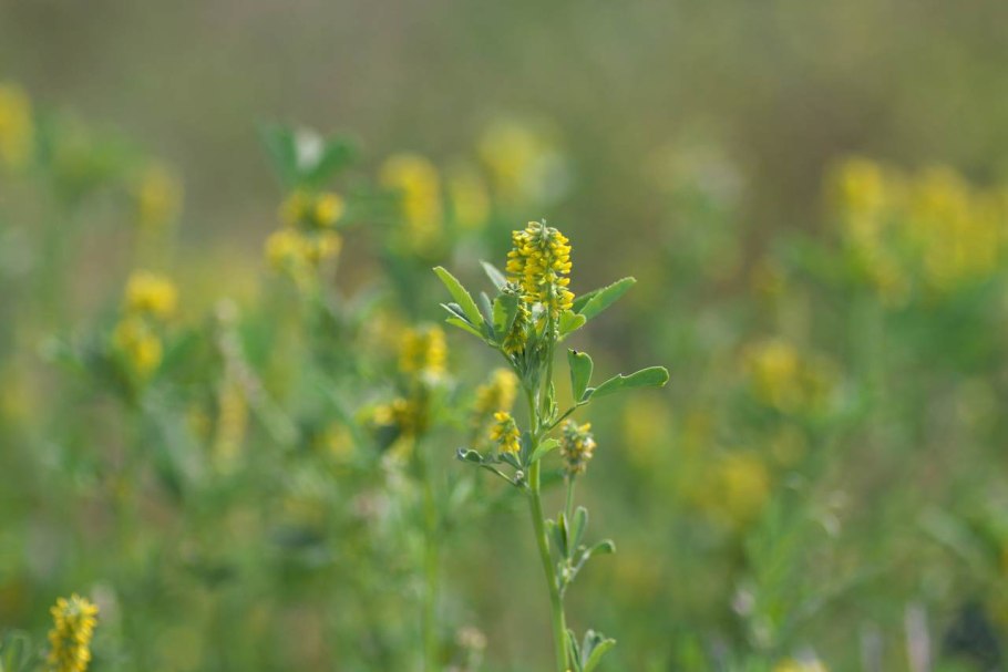 Донник порошок