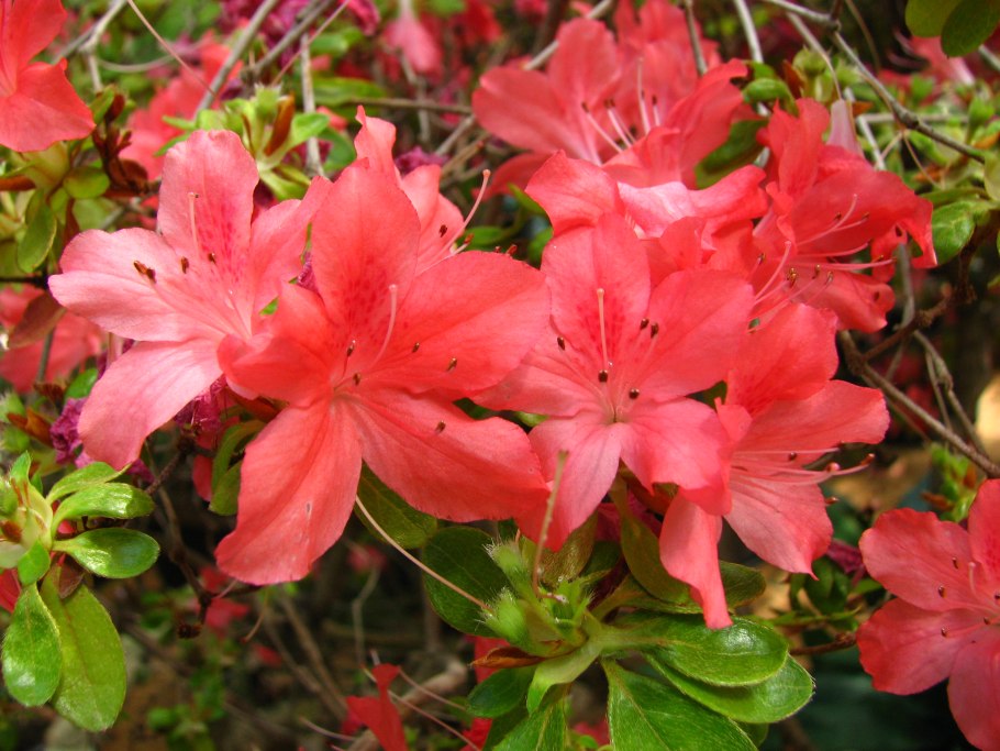 Рододендрон Американ Бьюти