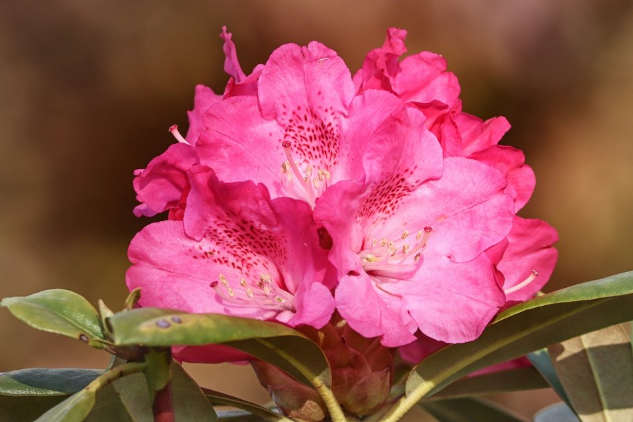Rhododendron ponticum природный ареал