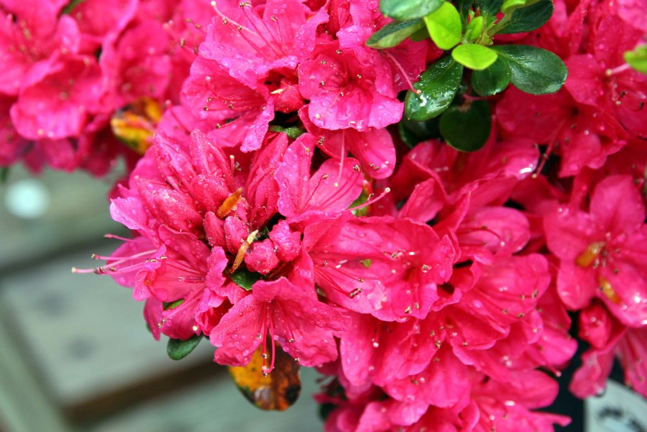 Рододендрон Гумбольдт