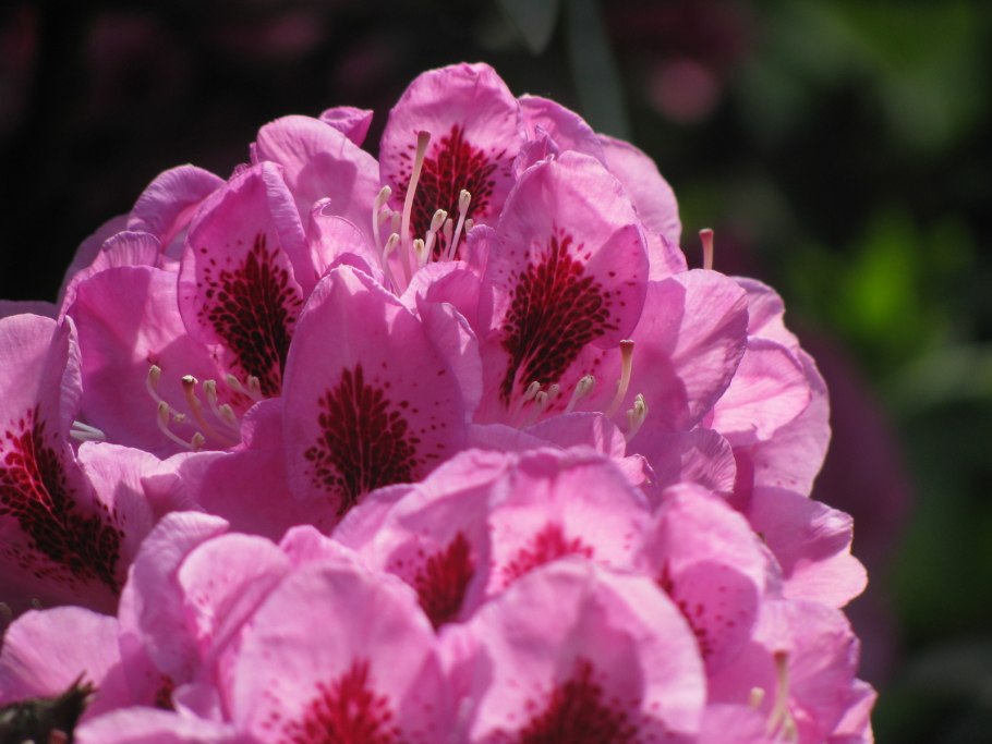 Азалия/рододендрон гибридный Francesca