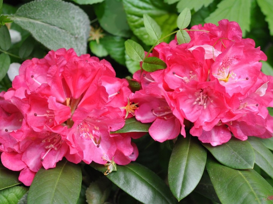 Рододендрон гадран