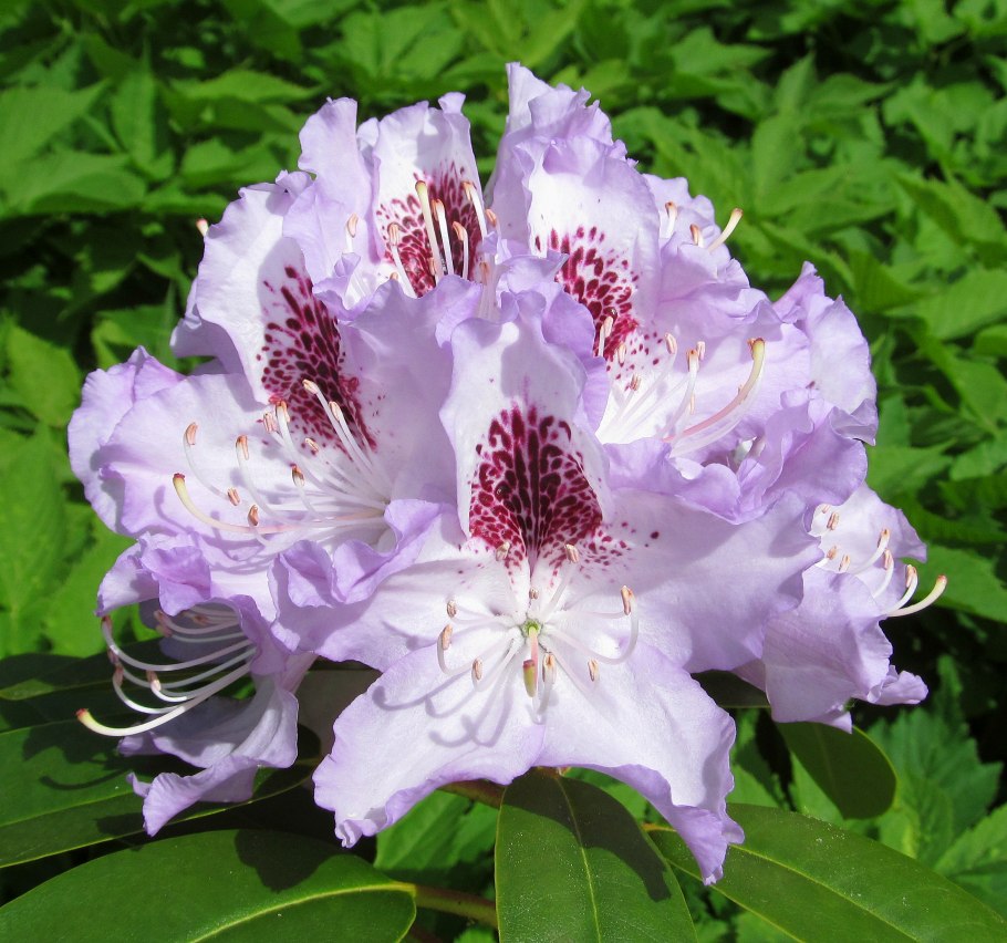 Рододендрон гибридный Гаага