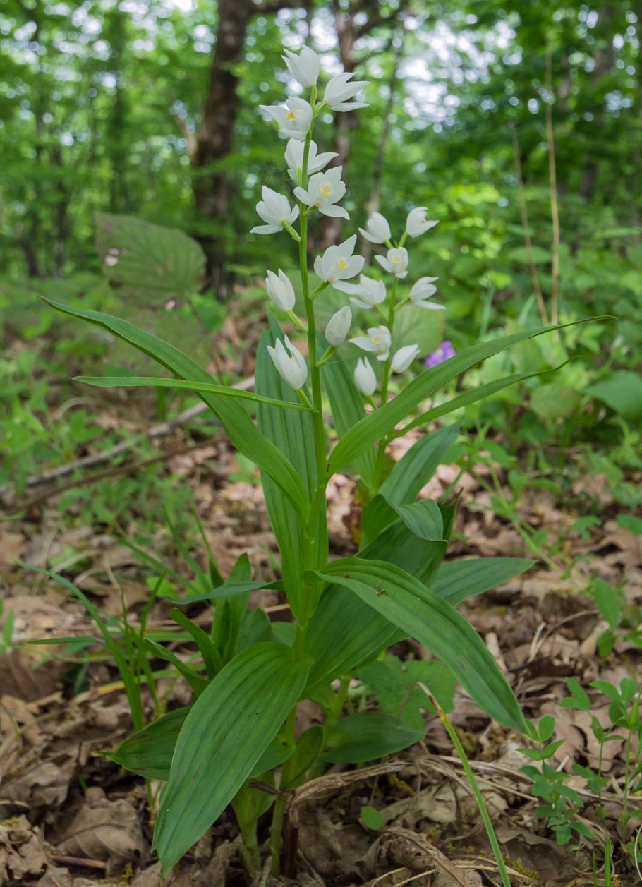 Cephalanthera damasonium