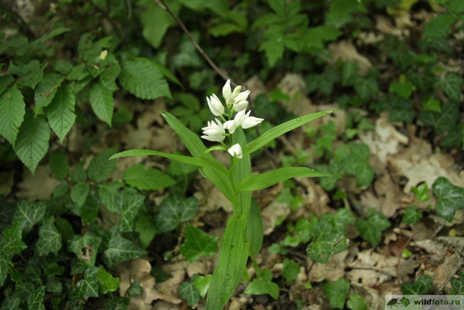 Cephalanthera longifolia