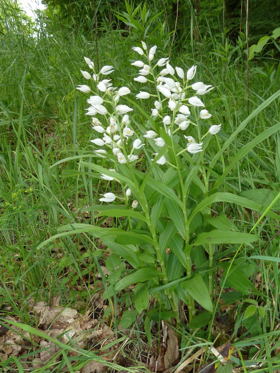 Cephalanthera longifolia