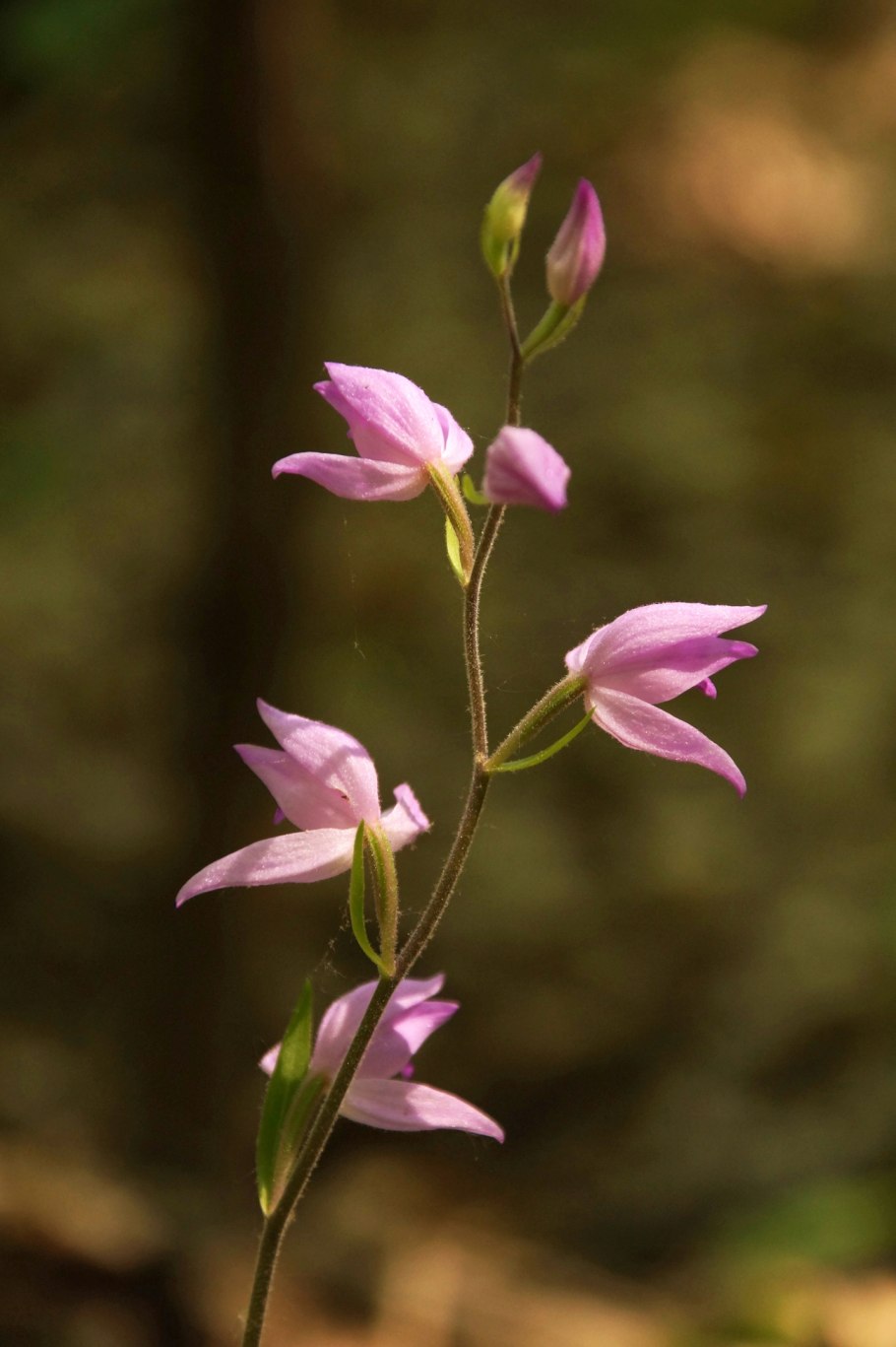 Снежная орхидеи (Cephalanthera austiniae)