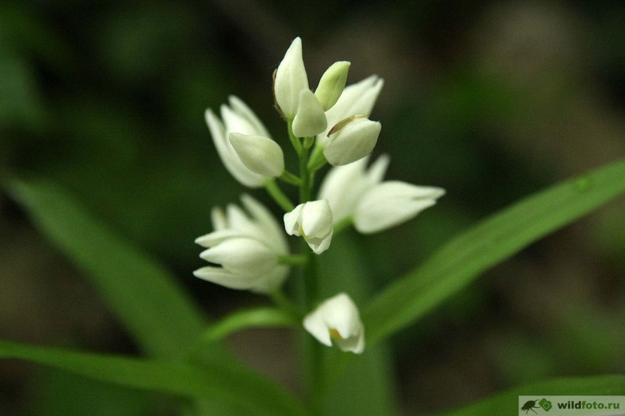 Cephalanthera longifolia