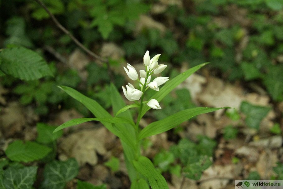 Пыльцеголовник длиннолистный (Cephalanthera longifolia)