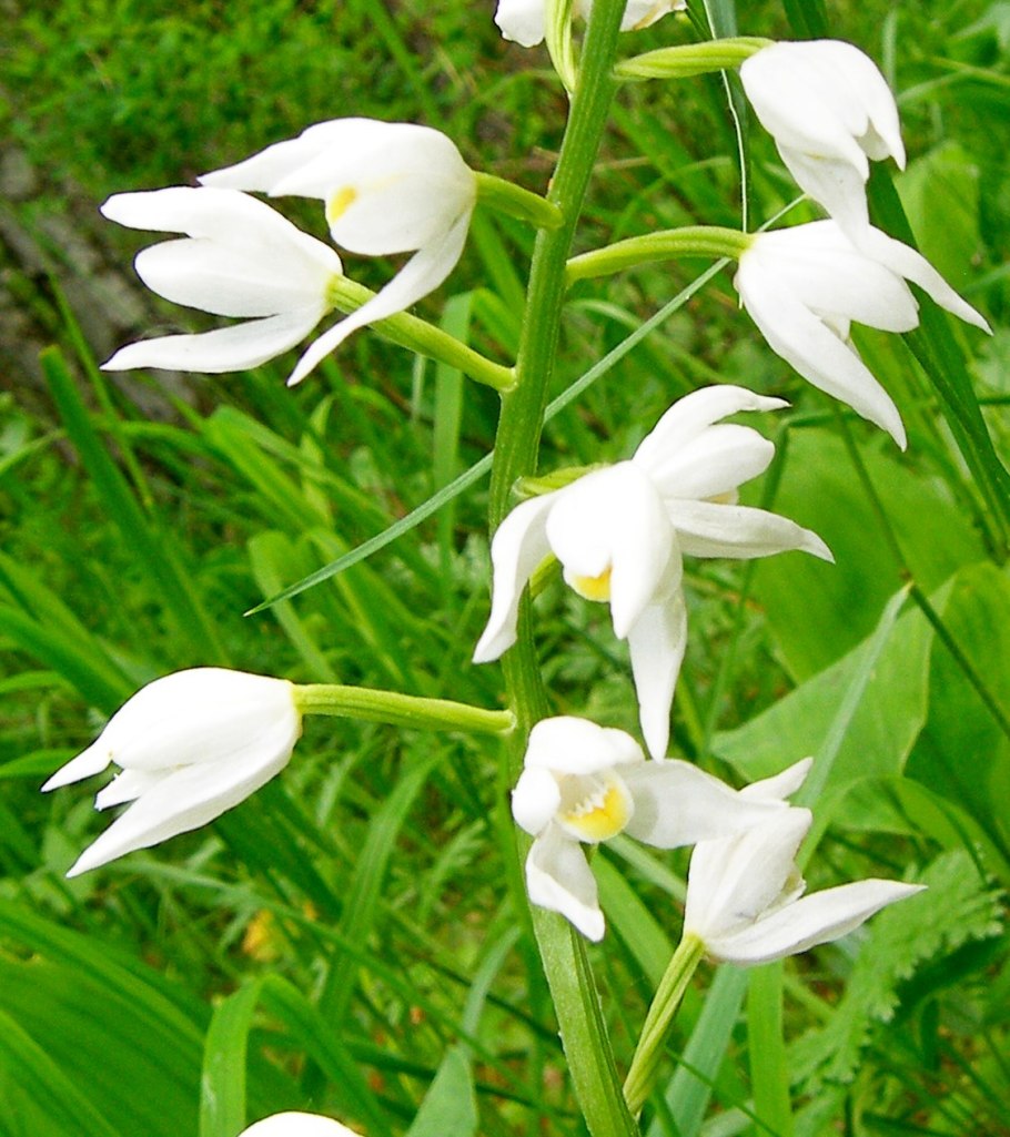Cephalanthera rubra