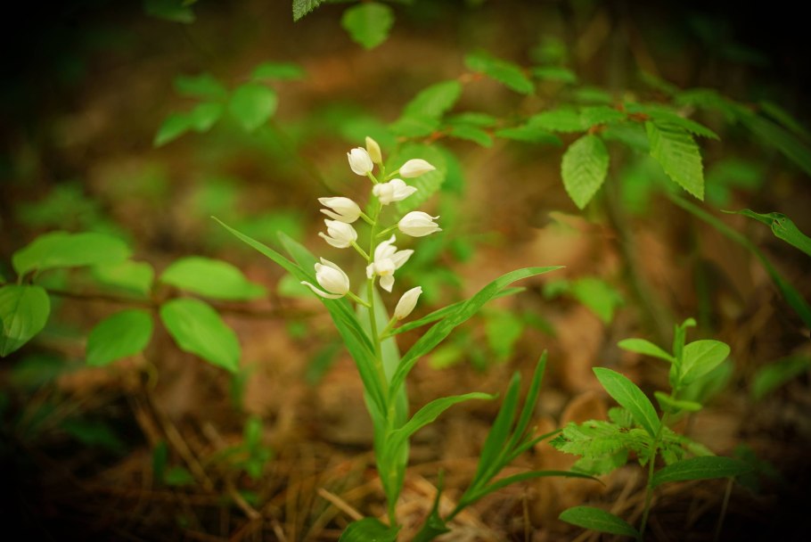 Cephalanthera longifolia