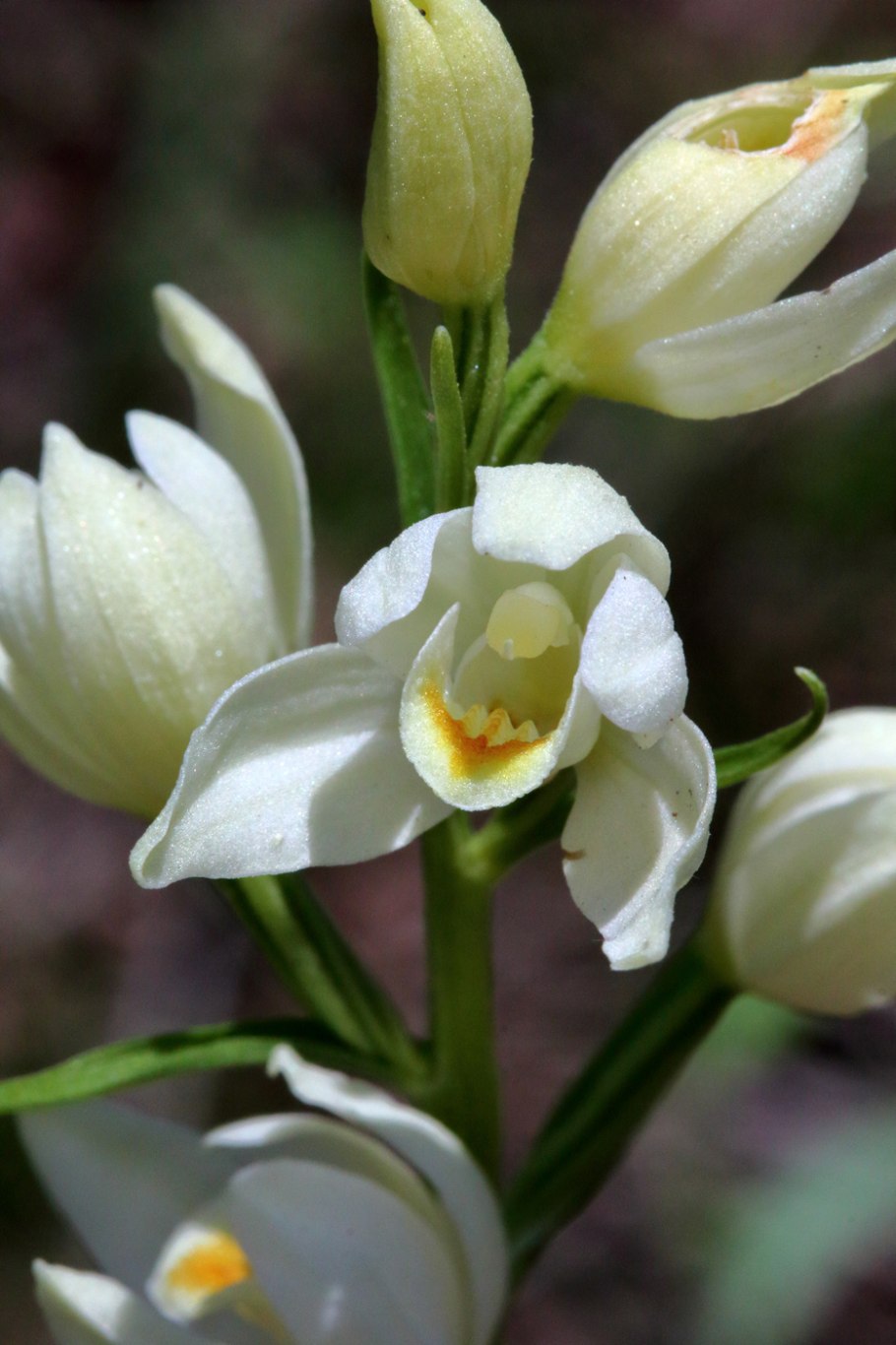Cephalanthera rubra