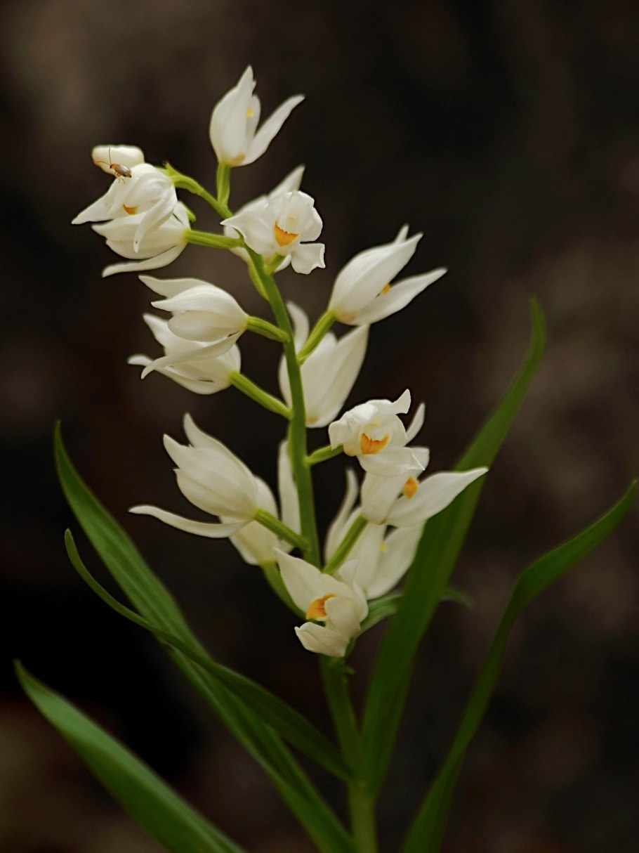 Cephalanthera longifolia