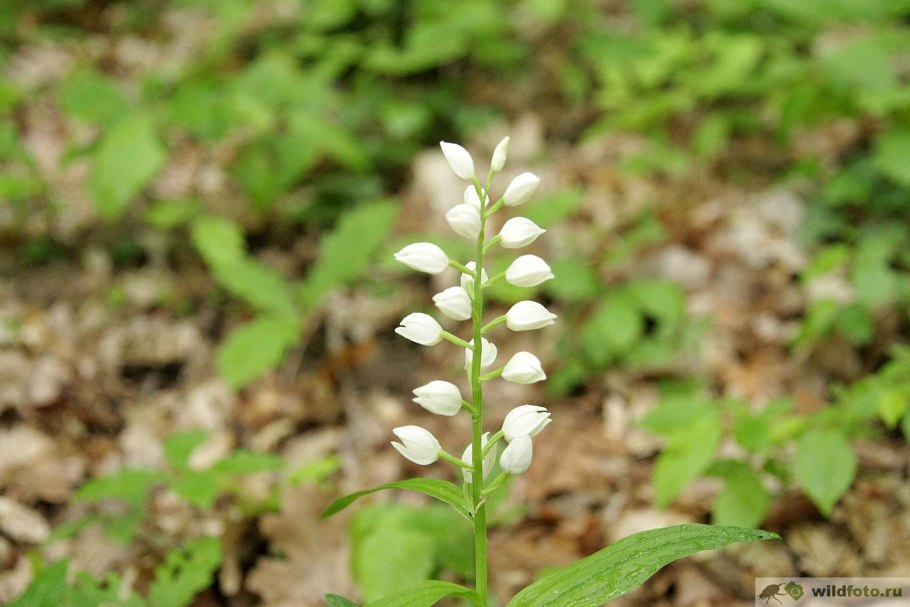 Cephalanthera longifolia
