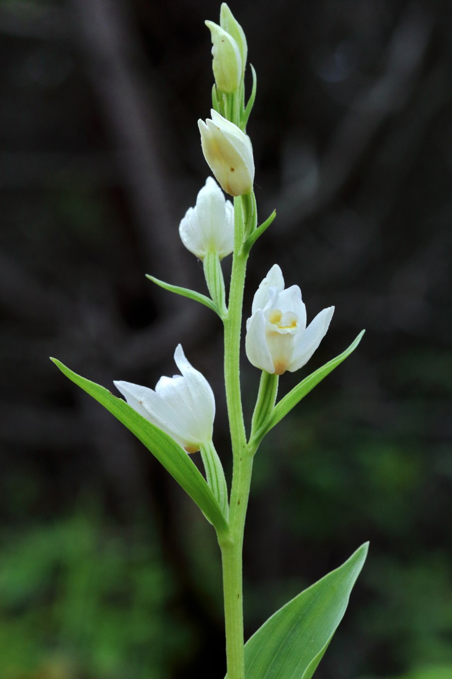 Cephalanthera cucullata
