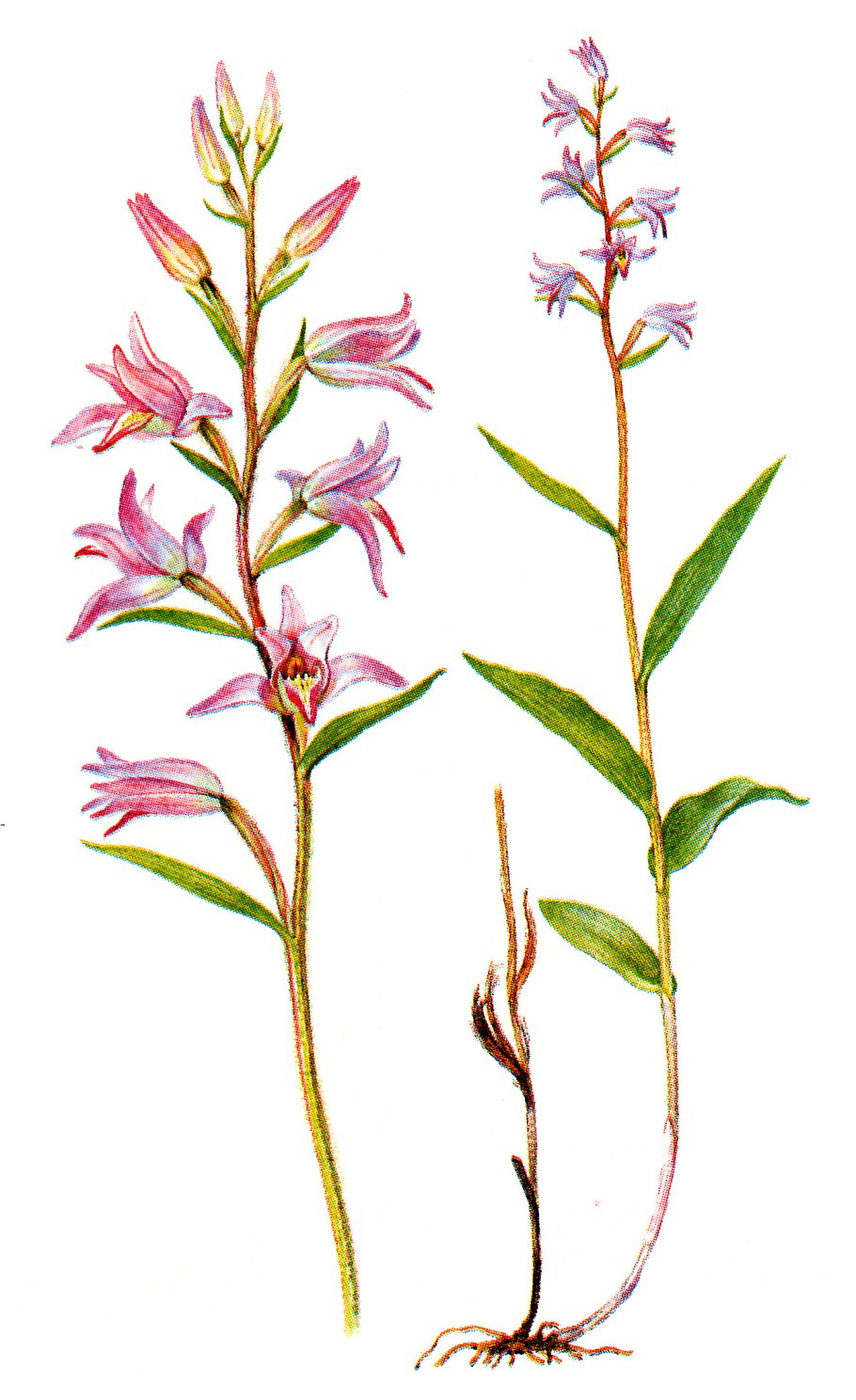Пыльцеголовник крупноцветковый (Cephalanthera damasonium)