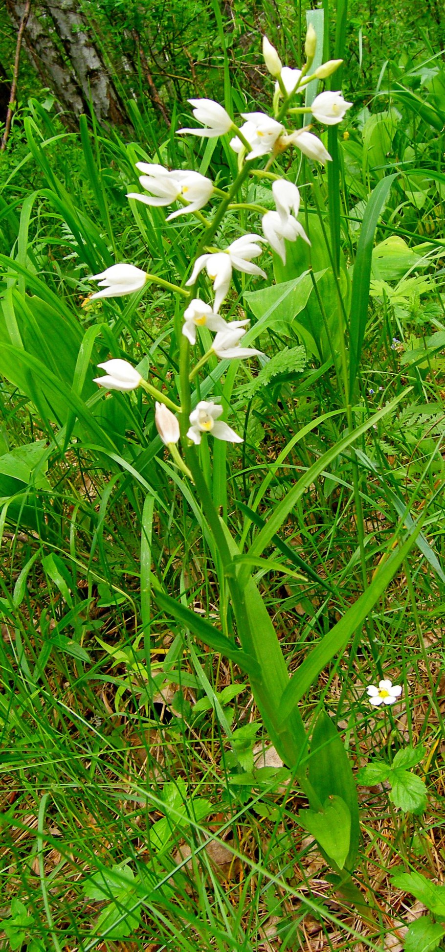Cephalanthera longifolia