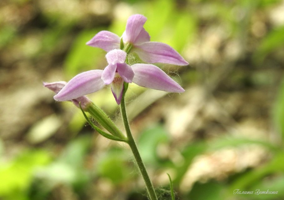 Пыльцеголовник красный - Cephalanthera rubra (l.) Rich.