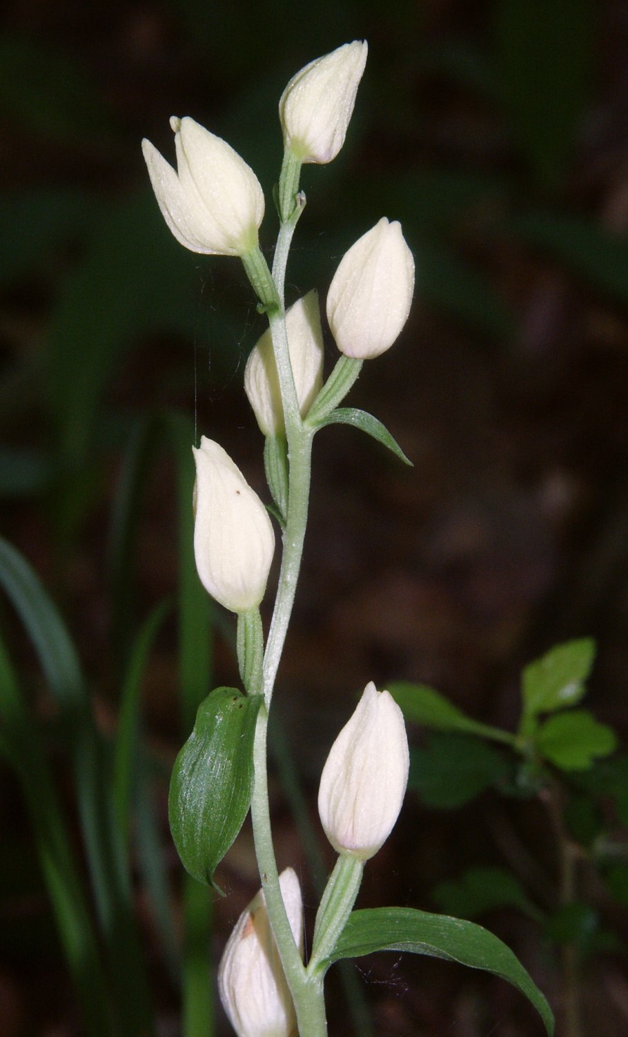 Thelymitra longifolia