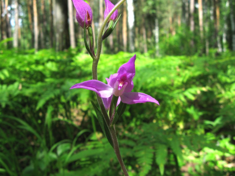 Cephalanthera longifolia