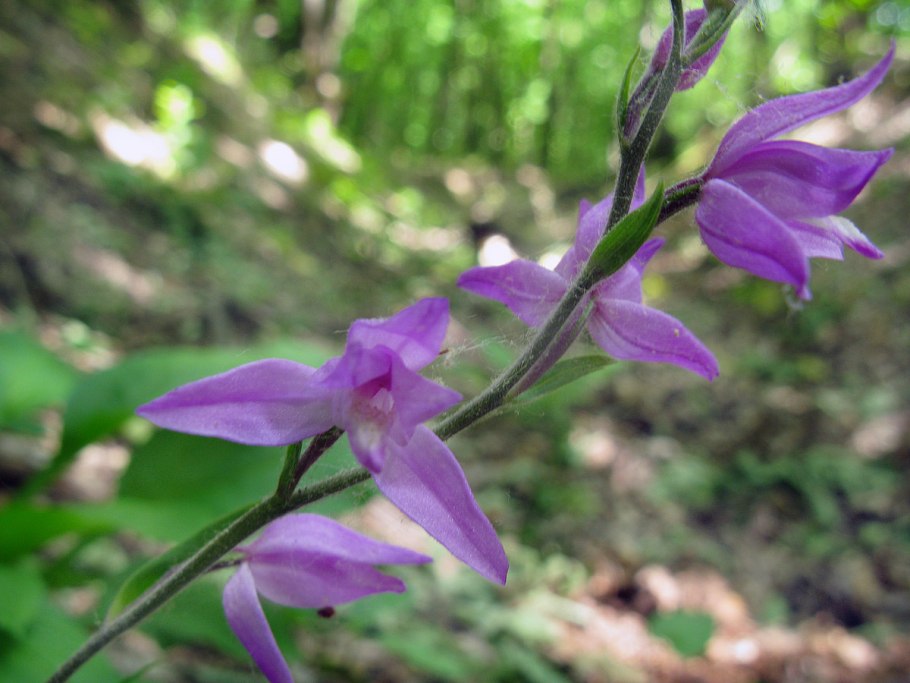 Пыльцеголовник красный (Cephalanthera rubra)