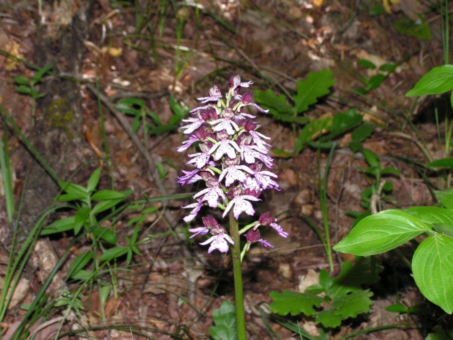 Пыльцеголовник красный (Cephalanthera rubra)