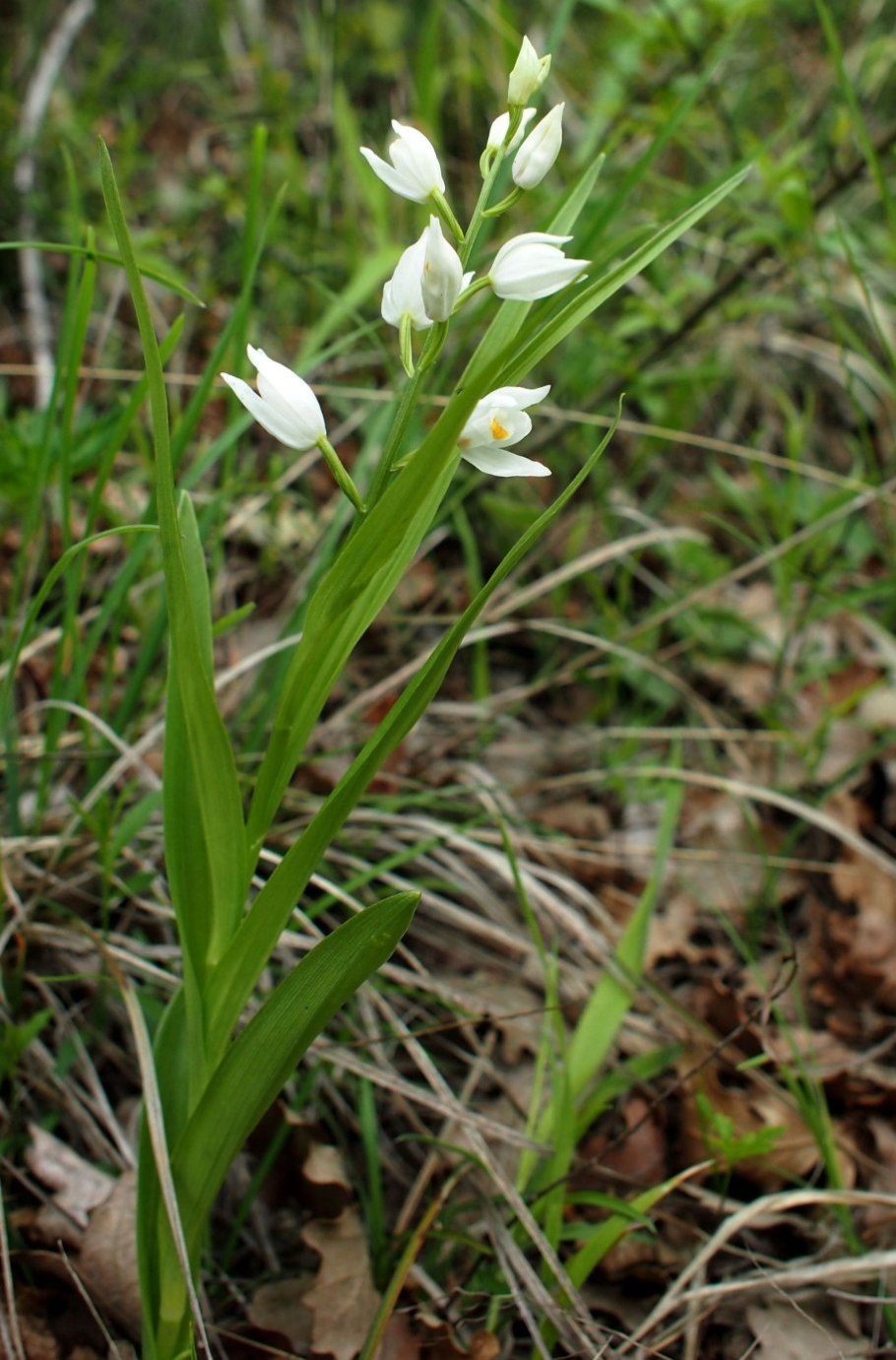 Cephalanthera rubra