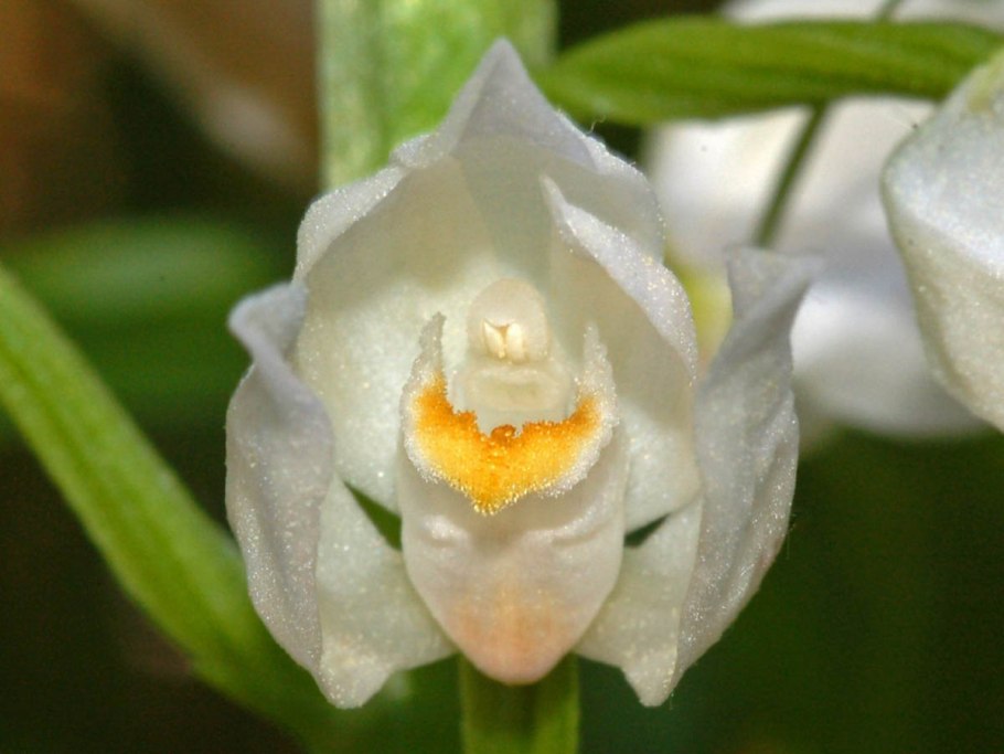 Cephalanthera longifolia