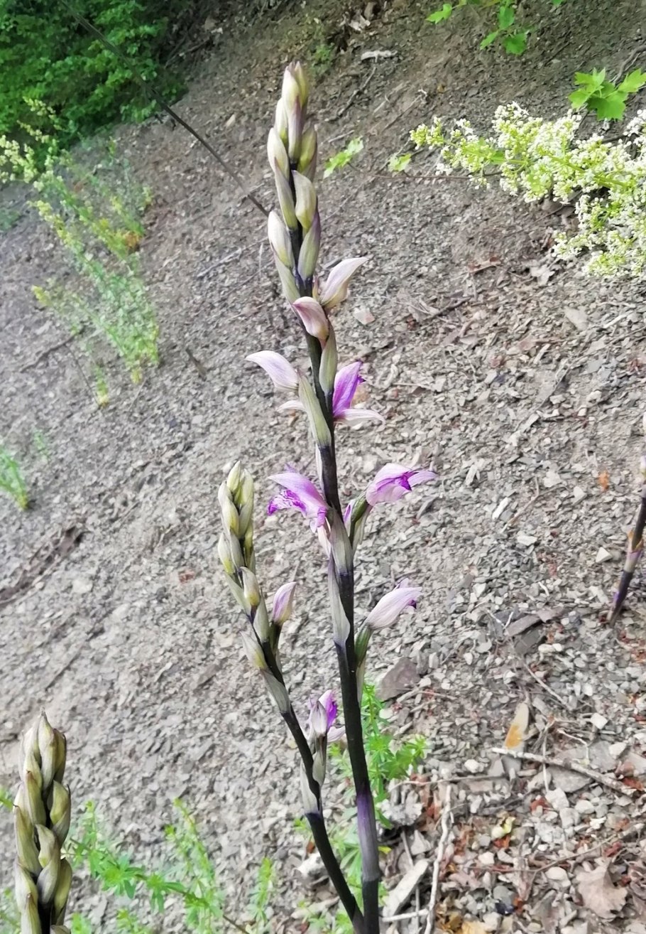 Cephalanthera longifolia
